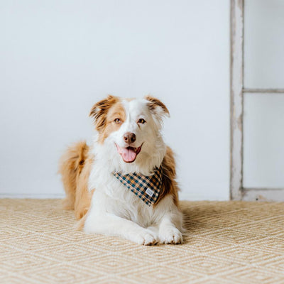 Pet Bandanas